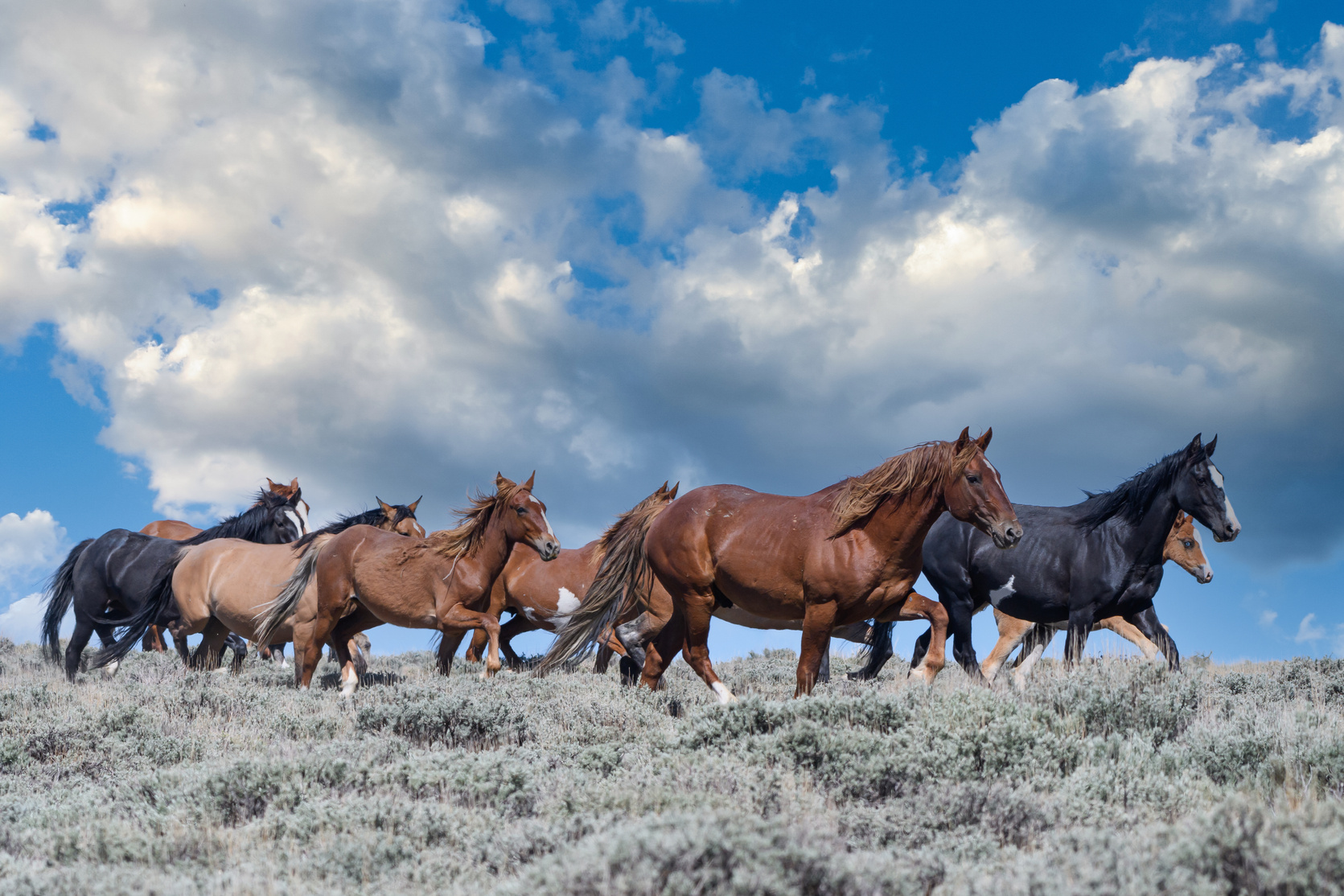 Wild Mustang Horses in Colorado