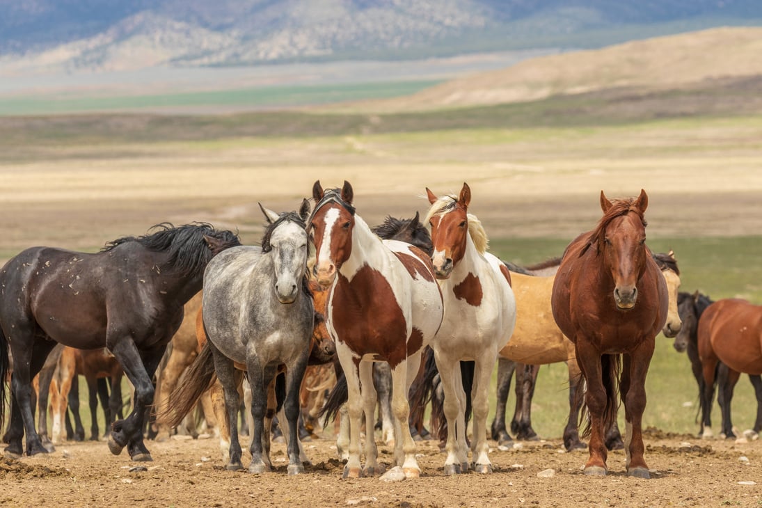 Herd of Wild Horses